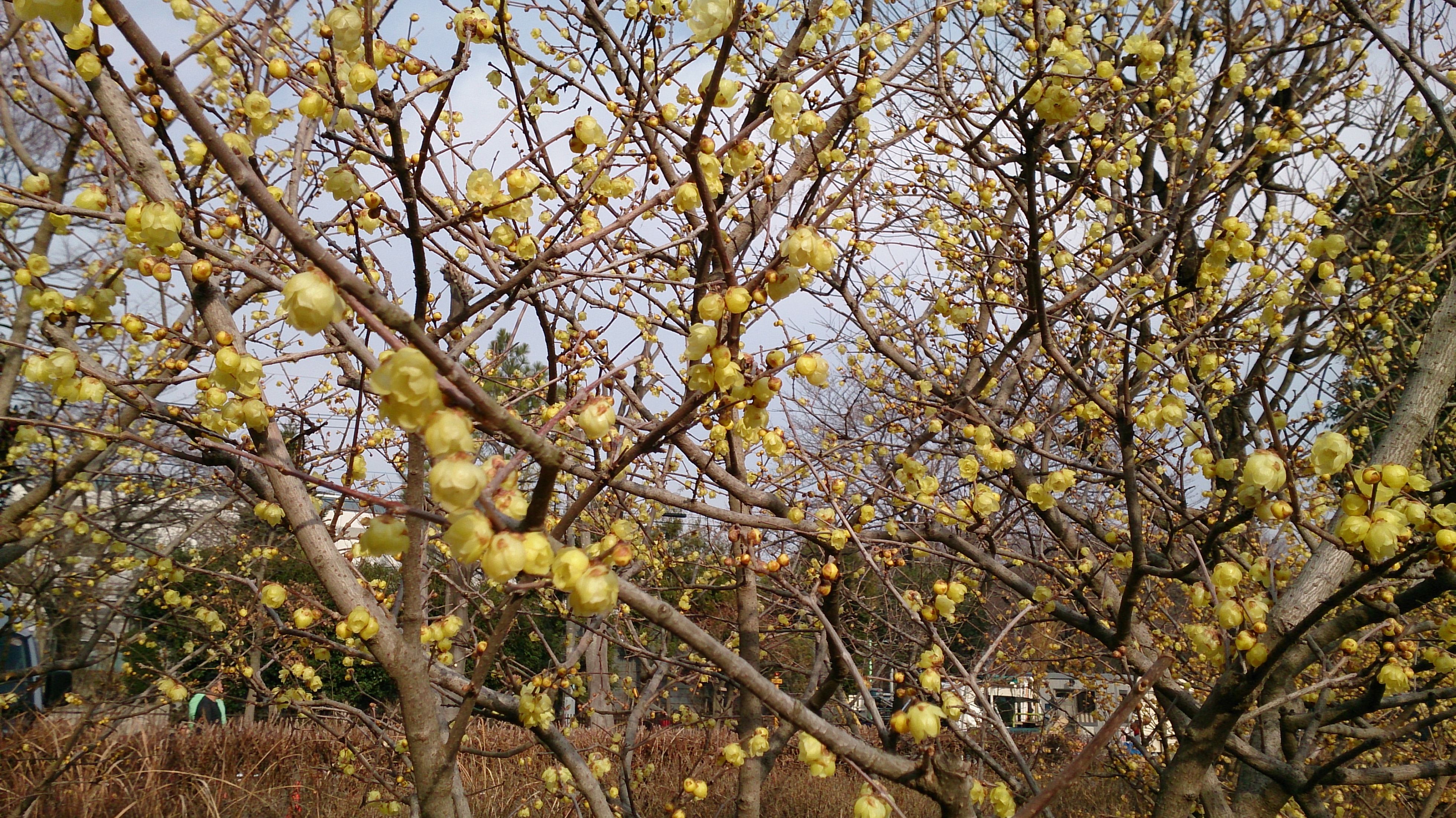 ファイル 1-2.jpg