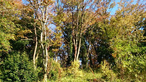 ファイル 12-3.jpg