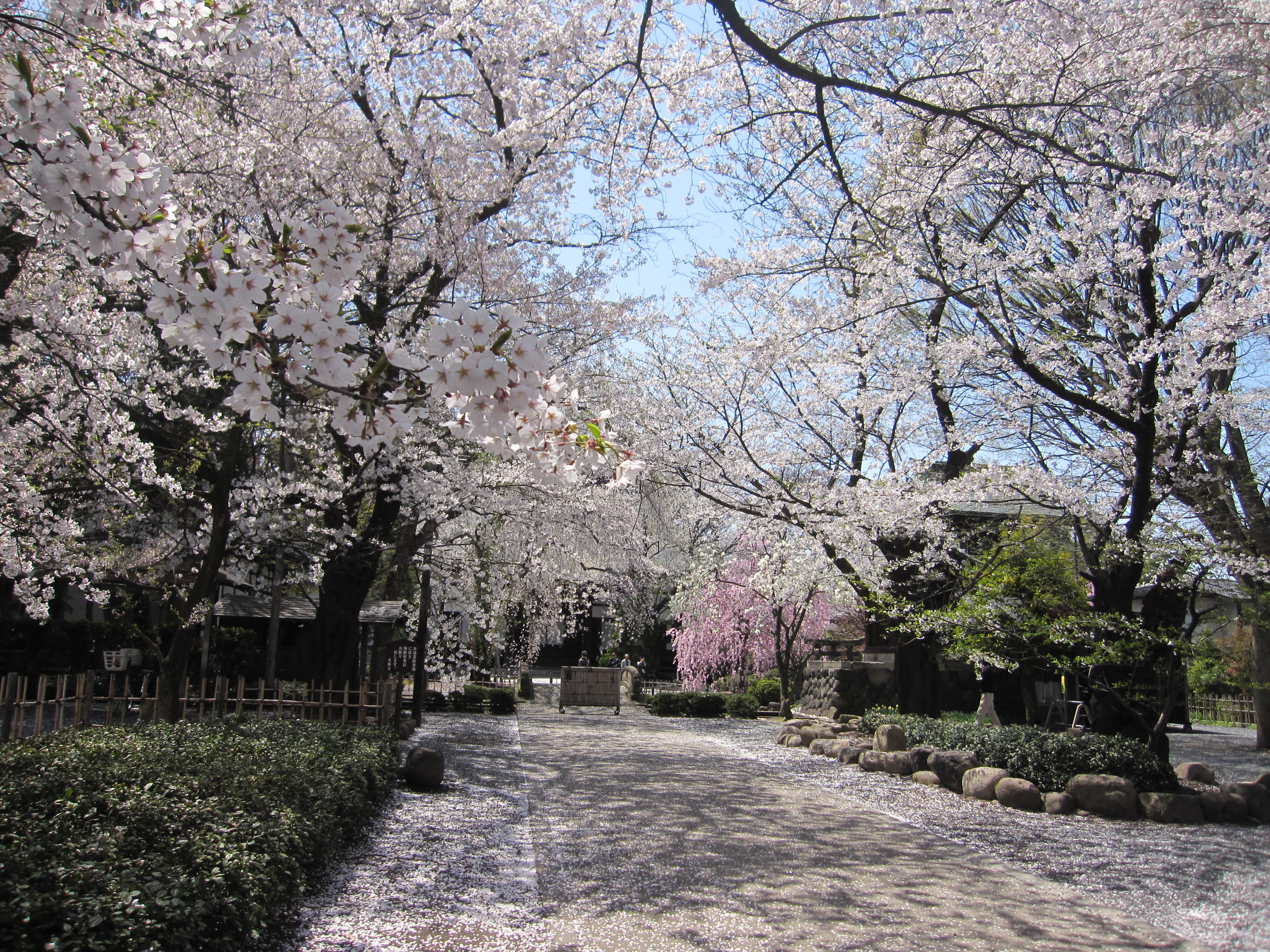 ファイル 3-1.jpg