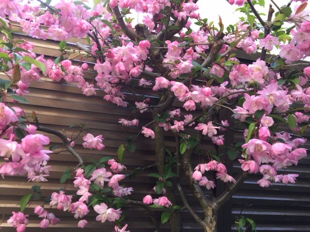 ファイル 43-1.jpg