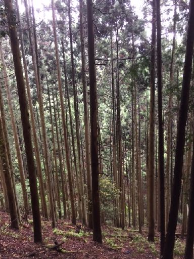 ファイル 47-4.jpg